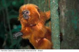 http://jaircorp.wordpress.com/2008/01/25/animais-em-extincao/