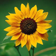 http://grupogirassol1.blogspot.com/2010/12/sorria.html