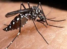 http://www.vesoloski.eti.br/blog/2008/03/mosquito-da-dengue-aedes-aegypti.php