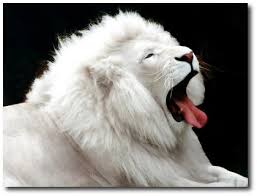 http://marecos5c.blogspot.com/2010/05/leao-branco.html
