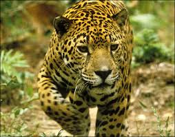 http://tinocoisasdomato.blogspot.com/2010/12/uma-cacada-de-onca.html