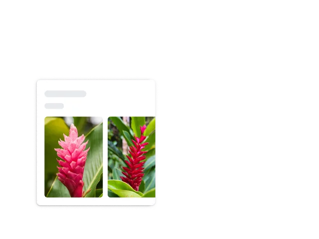 Cantos brancos arredondados de um quadrado cercam uma planta vermelha pontiaguda identificada como gengibre vermelho