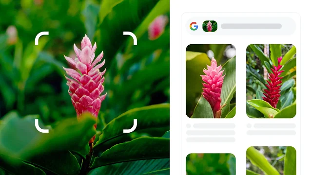 Cantos brancos arredondados de um quadrado cercam uma planta vermelha pontiaguda identificada como gengibre vermelho